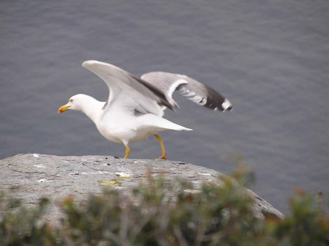 Larus sp.